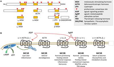 A Life without Hunger: The Ups (and Downs) to Modulating Melanocortin-3 Receptor Signaling